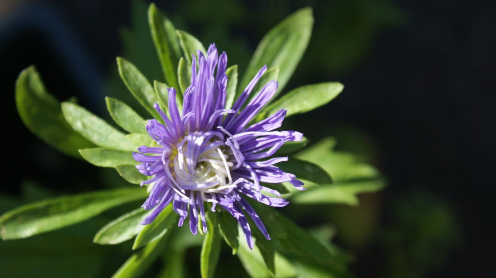 Sony Alpha DSLR-A350 sample photo. Chinese aster, aster, flower photography
