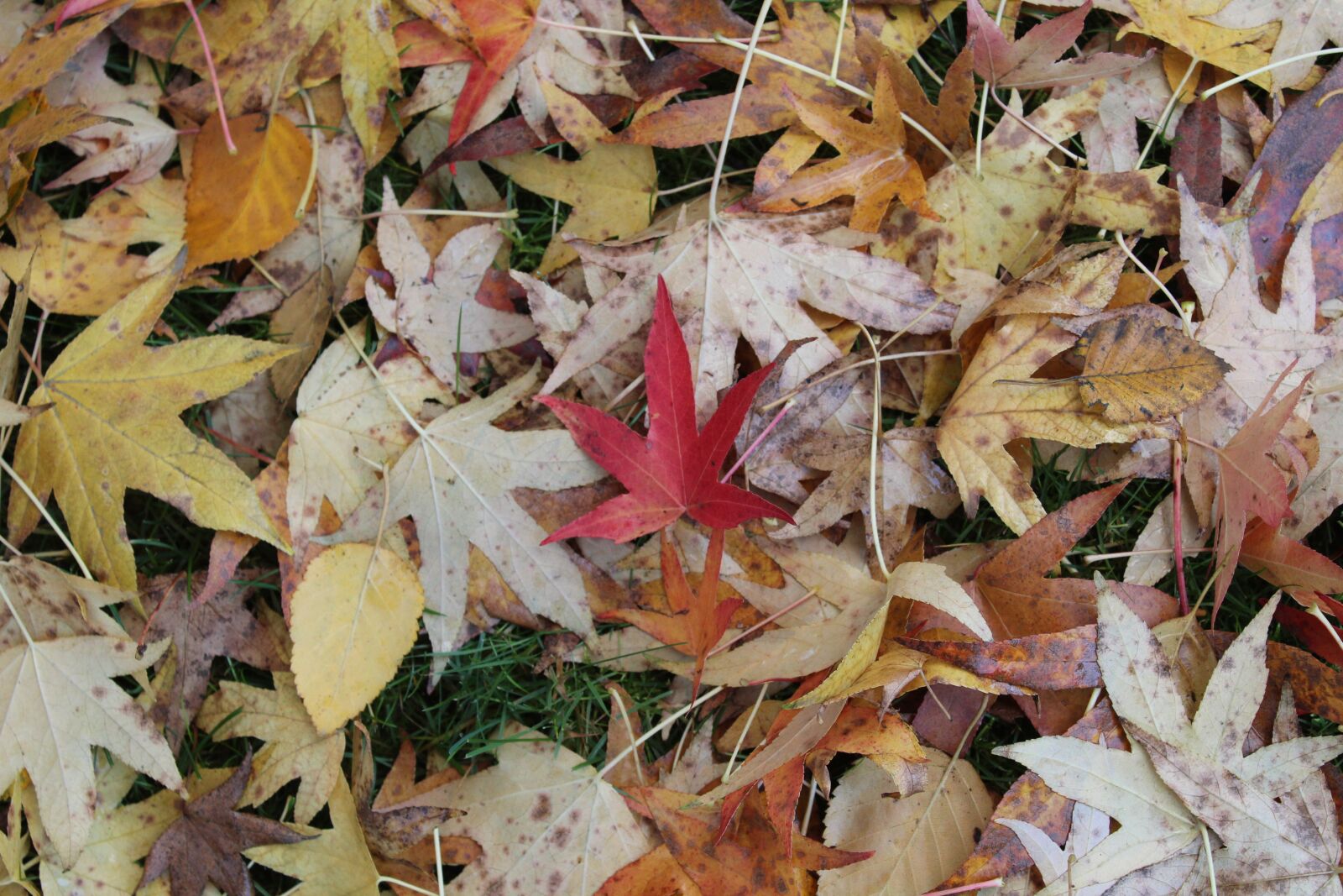 Canon EOS 1300D (EOS Rebel T6 / EOS Kiss X80) sample photo. Leaf, leaves, red photography
