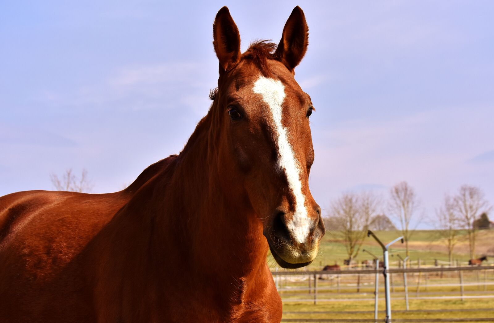 Nikon D7200 sample photo. Horse, coupling, reitstall photography