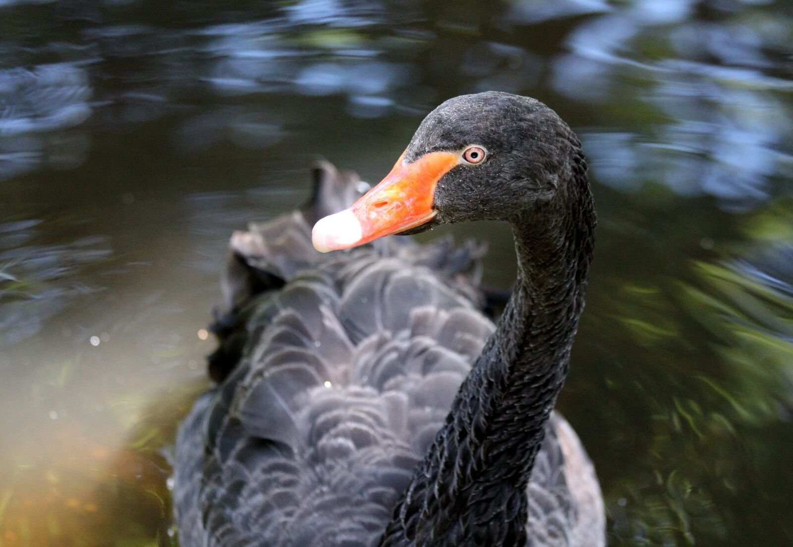 Canon EOS 650D (EOS Rebel T4i / EOS Kiss X6i) sample photo. Black swan, swan, bird photography