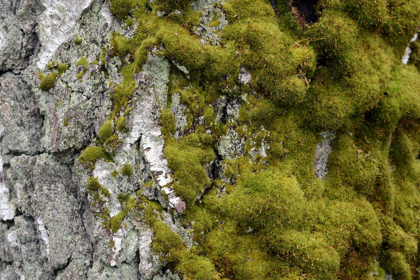 Nikon D3400 sample photo. Moss, the bark, nature photography