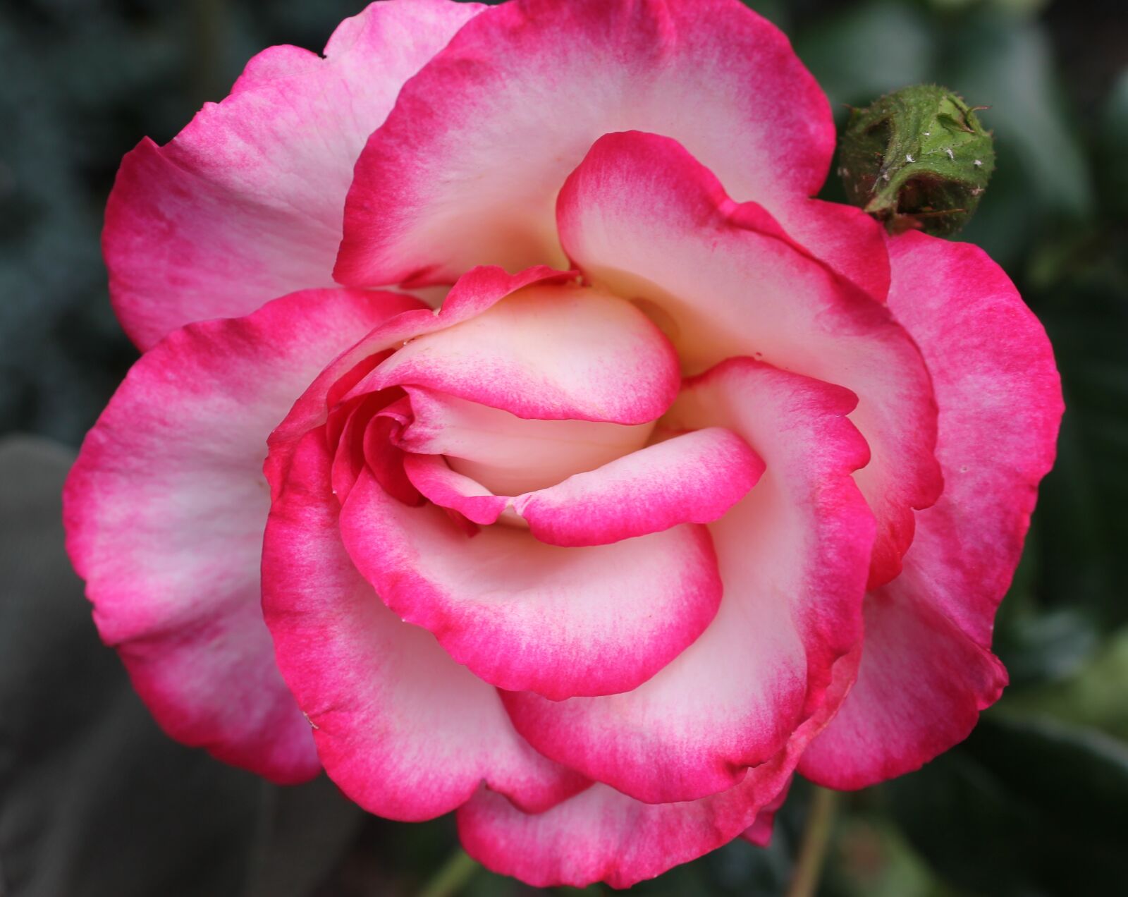 Canon EOS 1100D (EOS Rebel T3 / EOS Kiss X50) sample photo. Rose bloom, rose, blossom photography