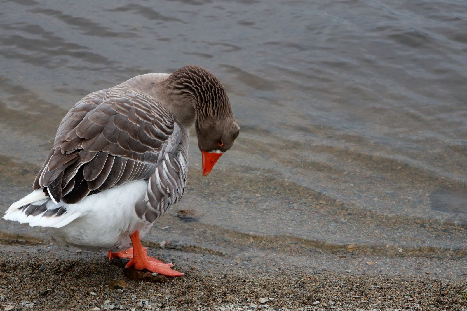 Canon PowerShot G1 X Mark III sample photo. Animal, goose, duck photography