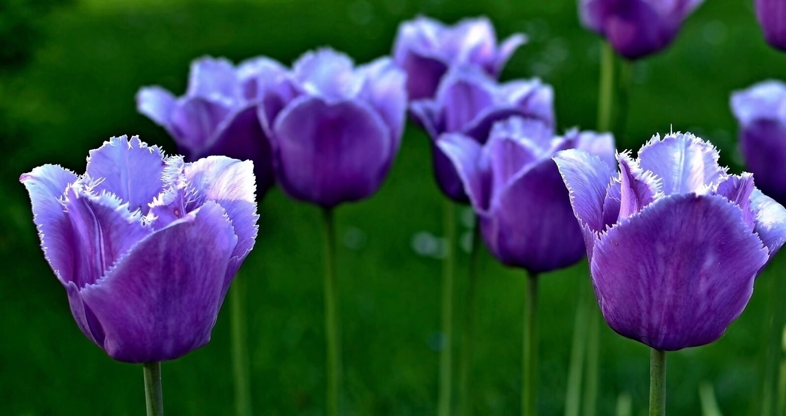 Nikon D5100 sample photo. Spring, flowers, tulips photography