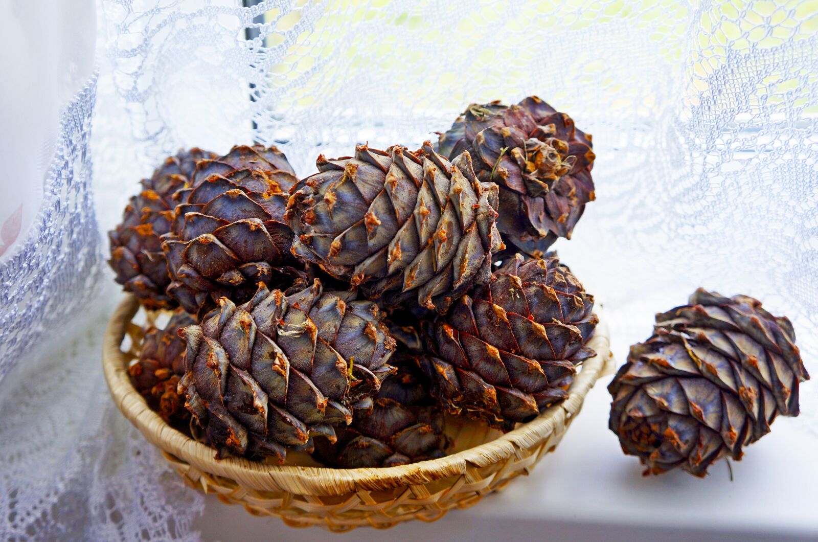 Nikon D5300 sample photo. Cones, cedar, nuts photography