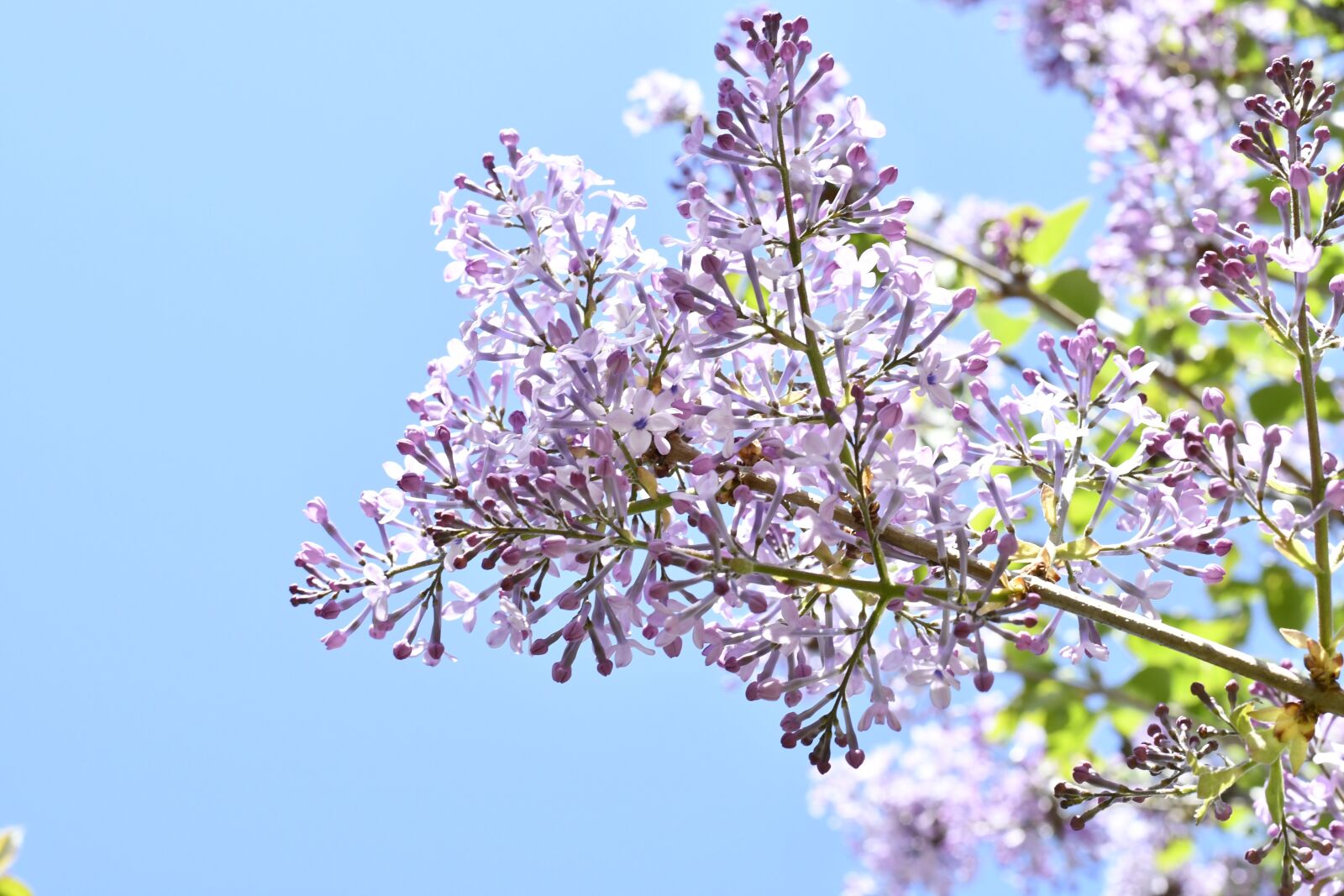 Nikon D7500 sample photo. Spring, flowers, plant photography