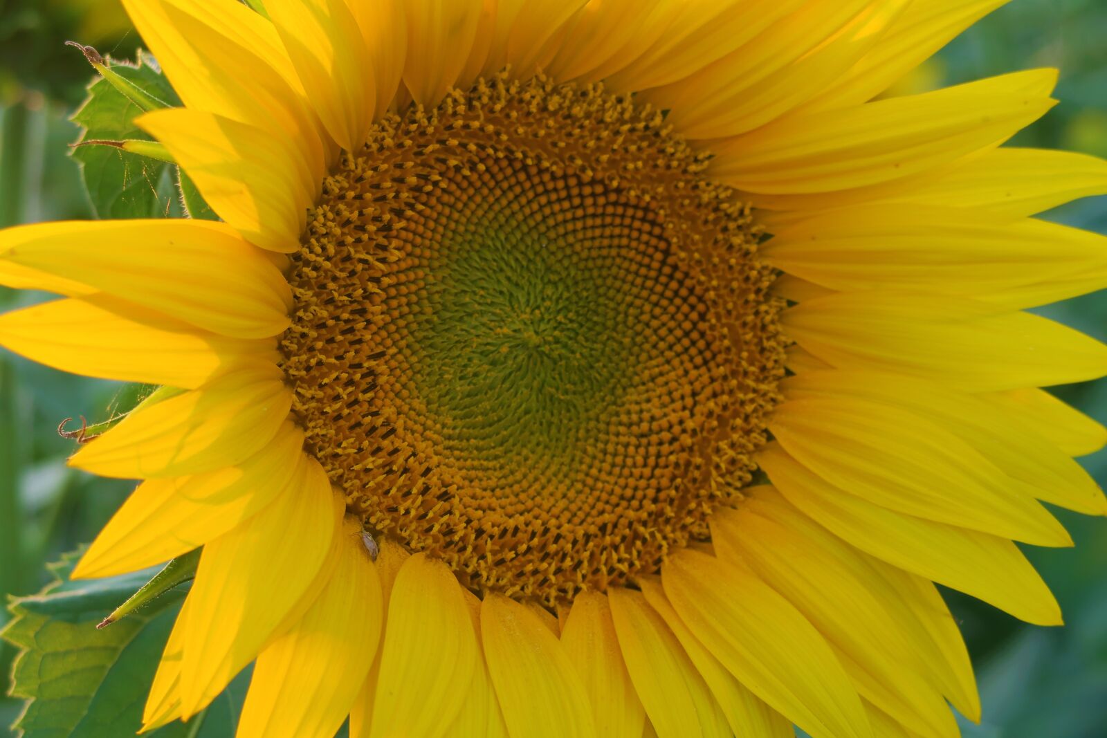 Canon PowerShot G7 X sample photo. Sunflower, plant, flower photography