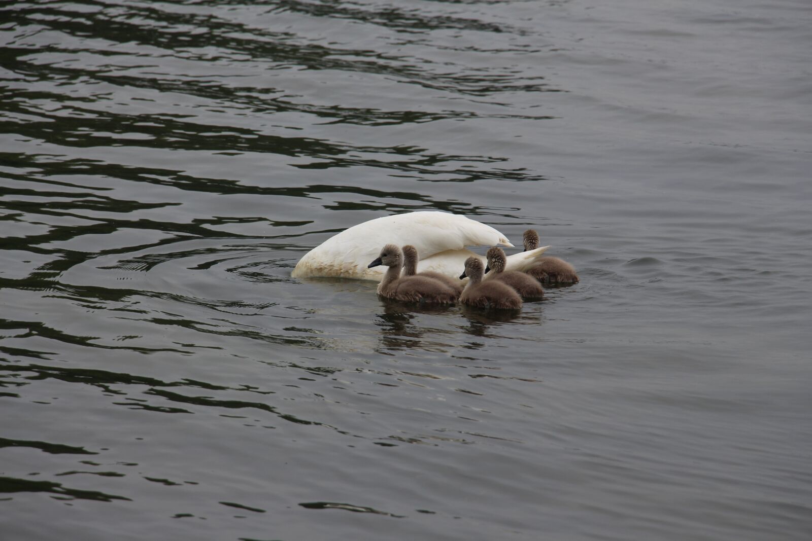 Canon EOS 700D (EOS Rebel T5i / EOS Kiss X7i) sample photo. Swan, nature, animal photography