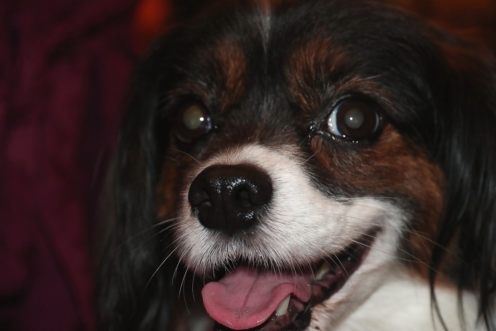 Canon EOS 7D Mark II sample photo. Dog, happy, smile photography