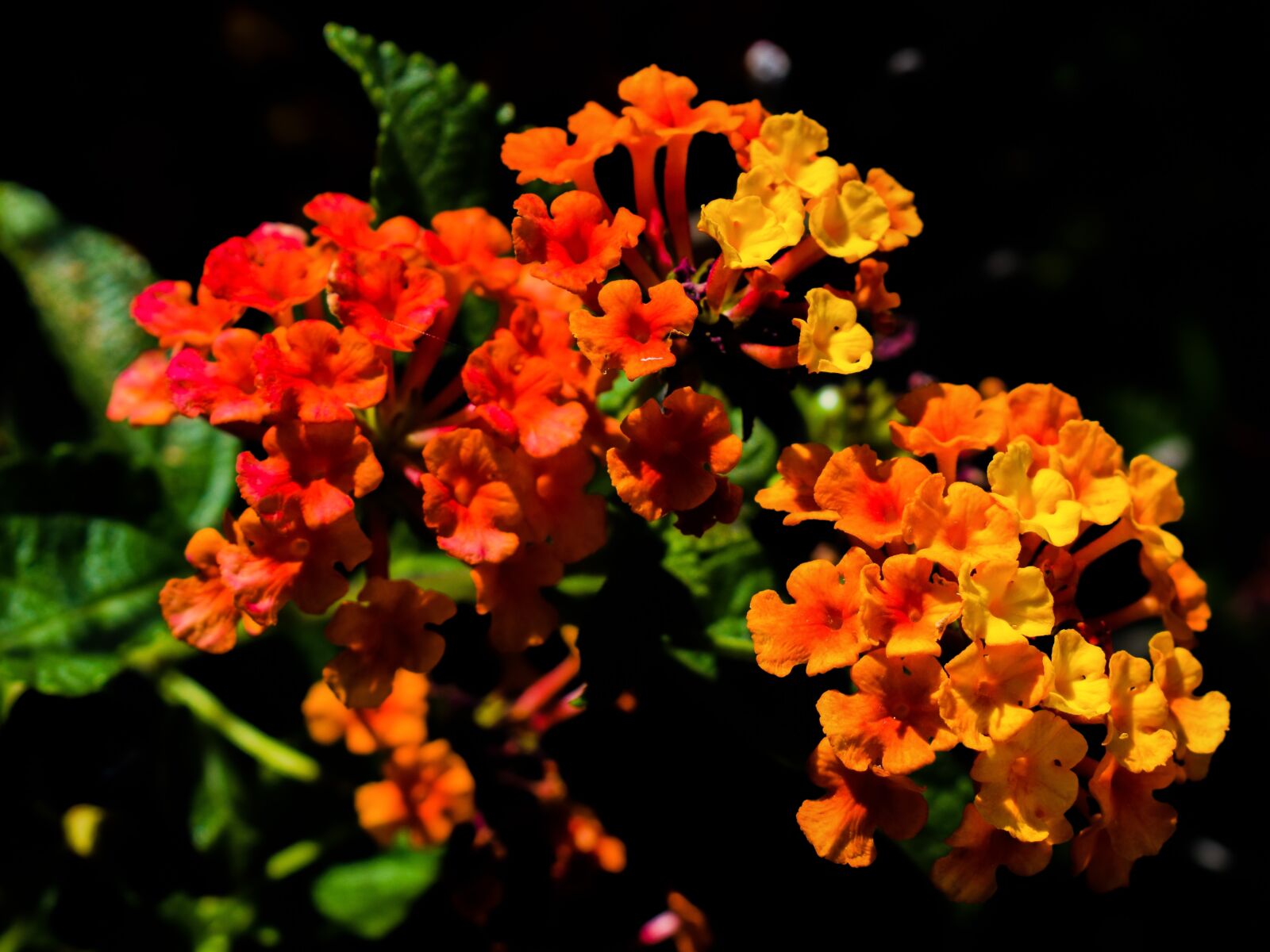 Nikon D3300 sample photo. Flower, colorful, nature photography
