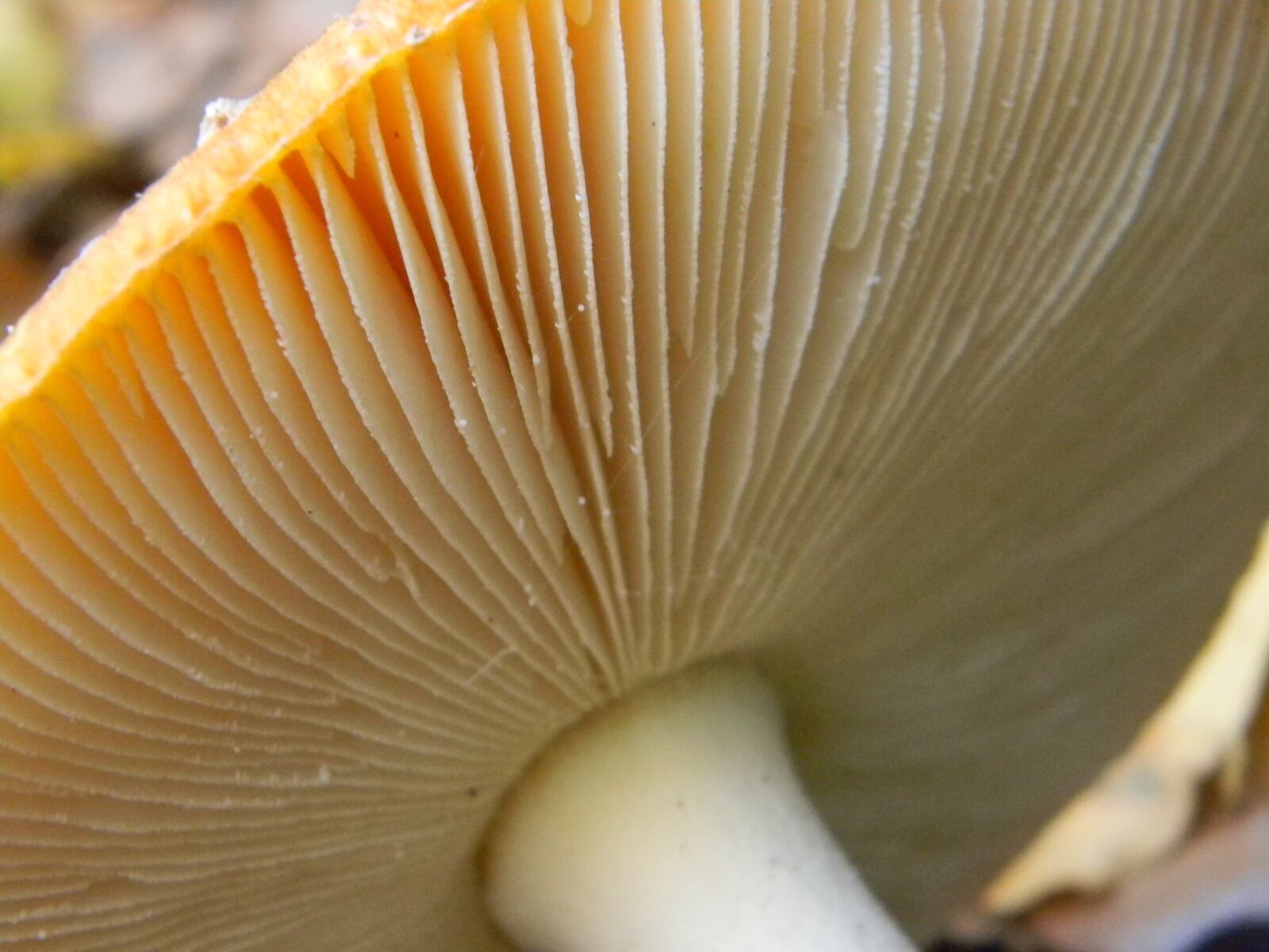 Nikon Coolpix L110 sample photo. Mushrooms, autumn, mushroom hooks photography