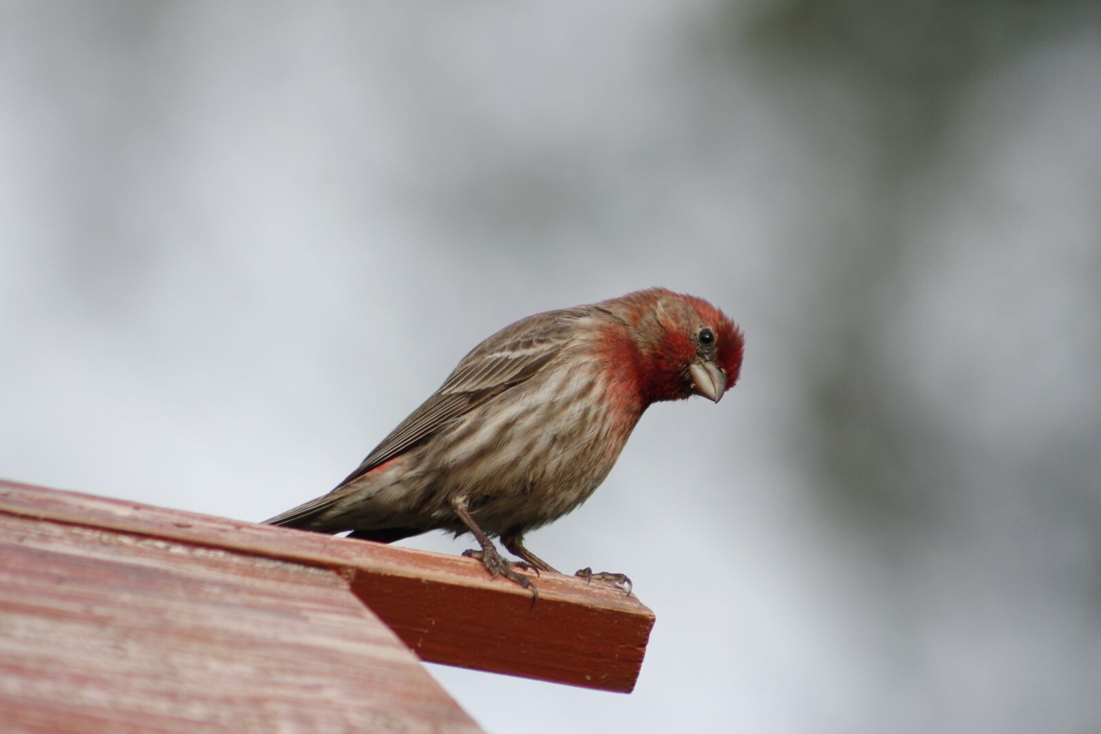 Canon EOS 550D (EOS Rebel T2i / EOS Kiss X4) sample photo. Bird, nature, outdoors photography