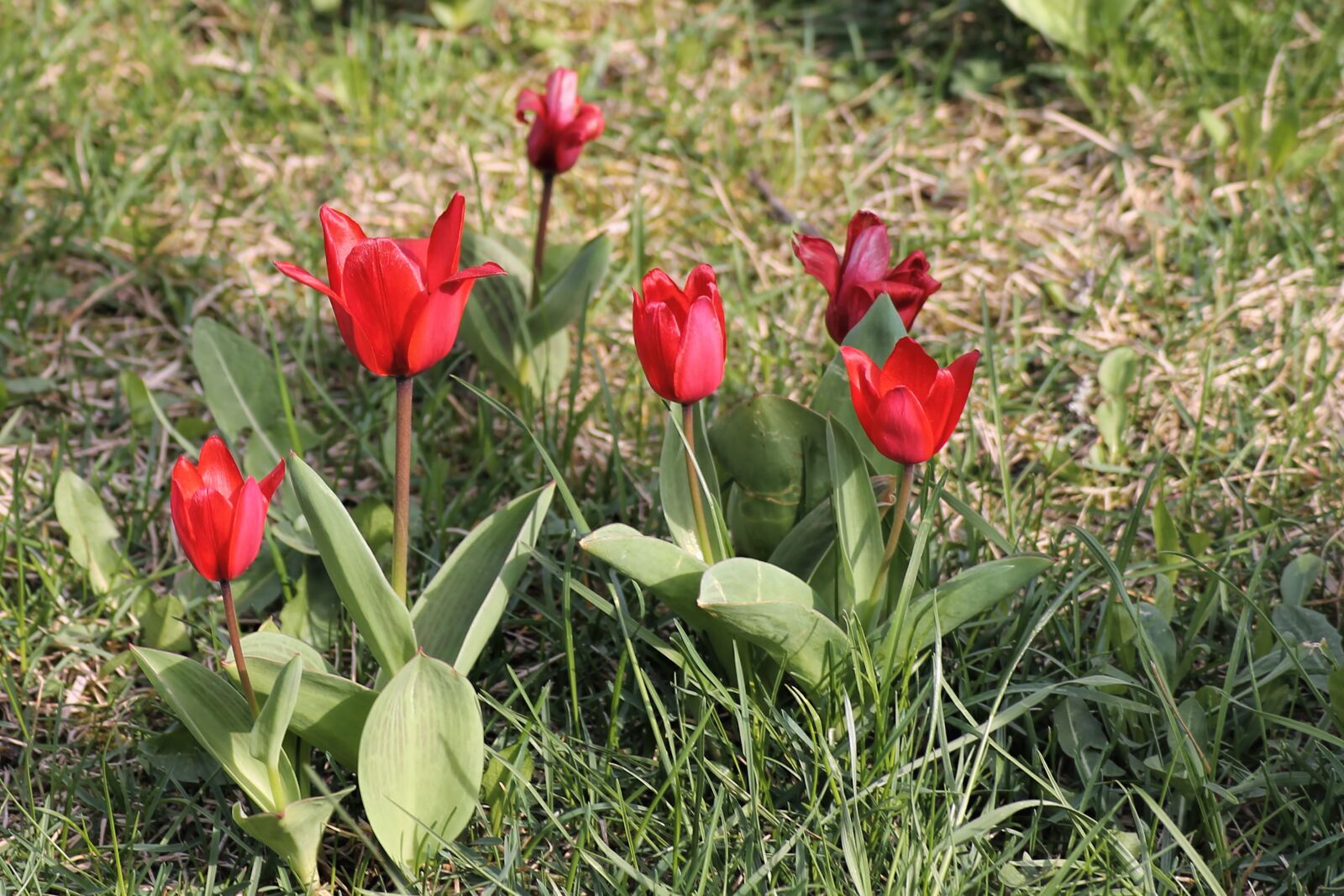 Canon EOS 1100D (EOS Rebel T3 / EOS Kiss X50) sample photo. Spring meadow, tulips, red photography