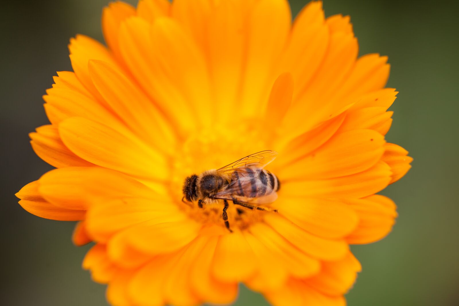 Canon EOS 5D Mark II sample photo. Pollination, bee, flower photography
