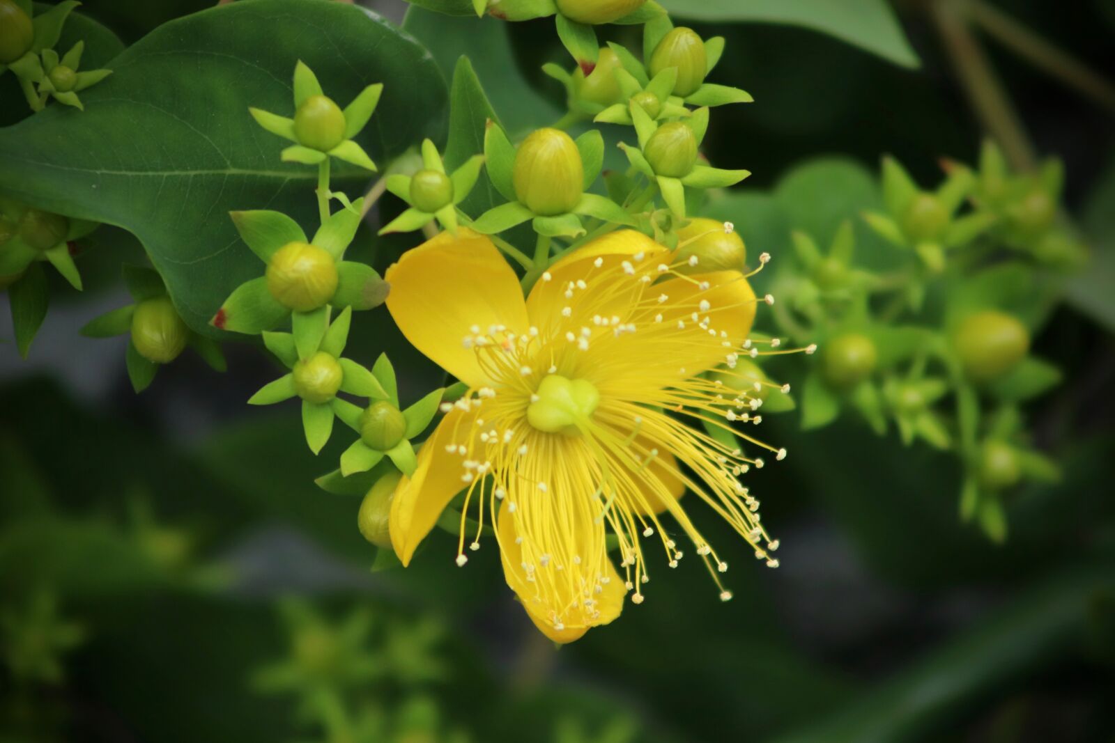 Canon EOS 800D (EOS Rebel T7i / EOS Kiss X9i) sample photo. St john's wort, blood photography