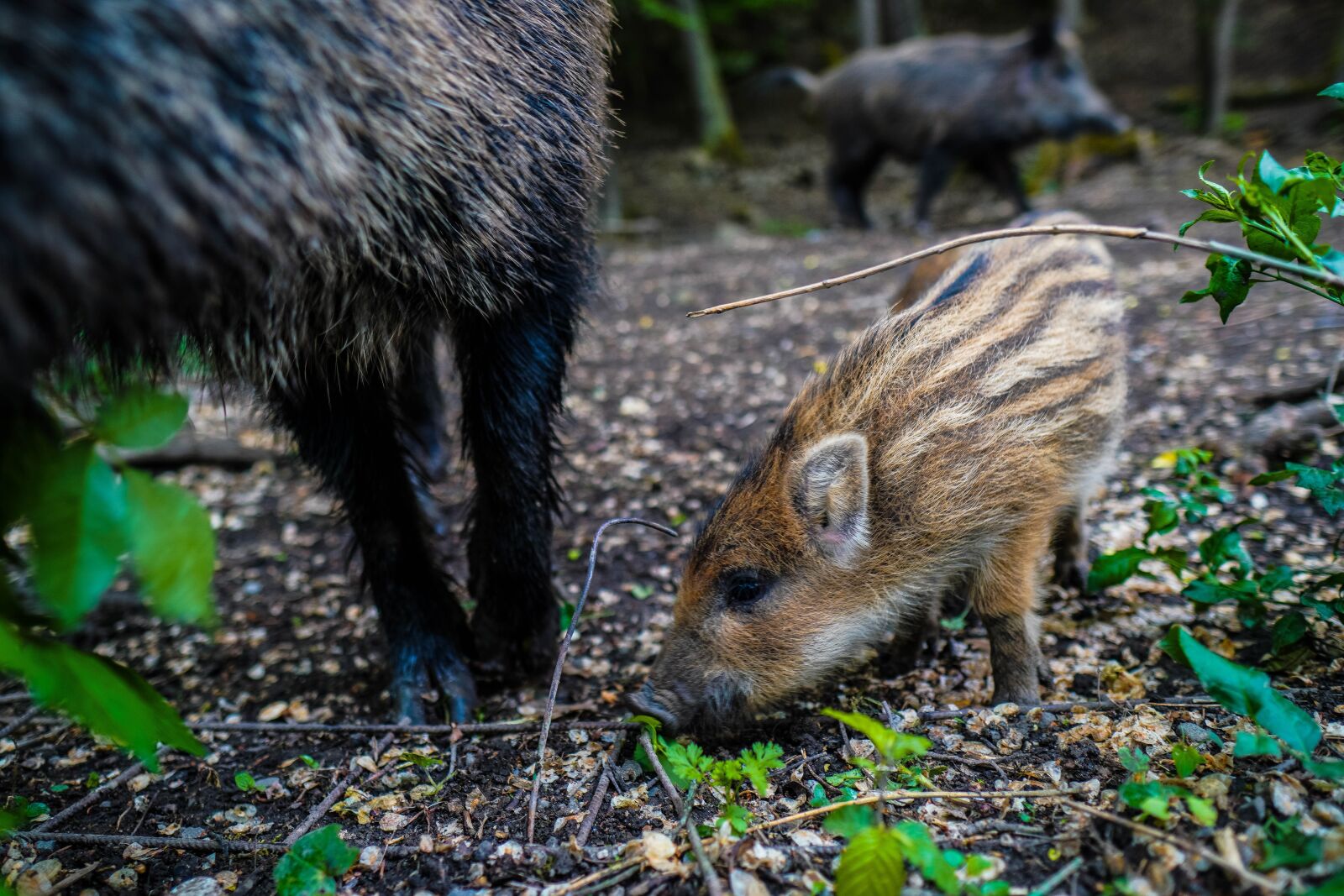 Sony a6400 + Sigma 16mm F1.4 DC DN | C sample photo. Wild boar, pig, sows photography