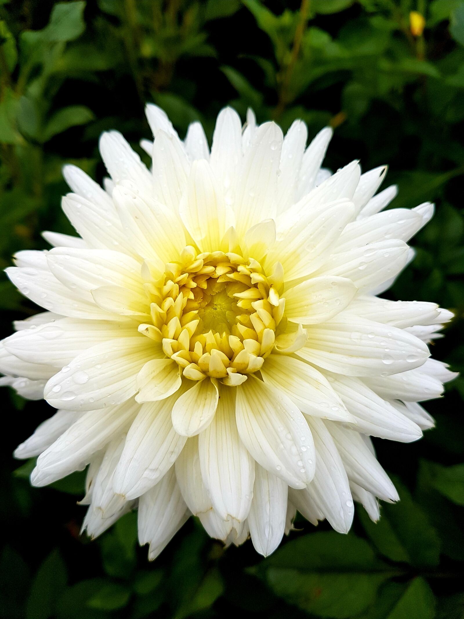 Samsung Galaxy S7 Edge sample photo. Flowers, summer, bloom photography