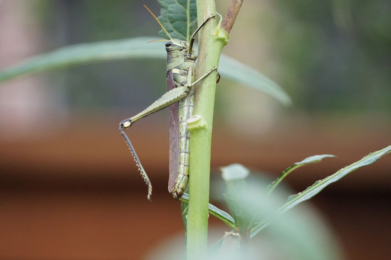 Sony E 55-210mm F4.5-6.3 OSS sample photo. Grasshopper, green, insect photography
