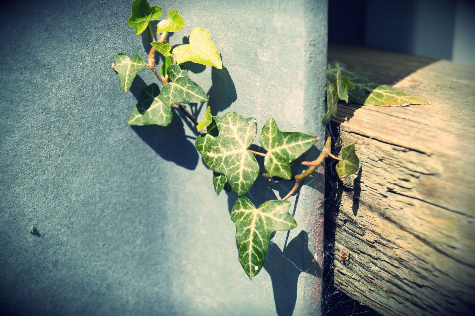 Sony DT 18-55mm F3.5-5.6 SAM II sample photo. Entwine, ivy, leaves photography
