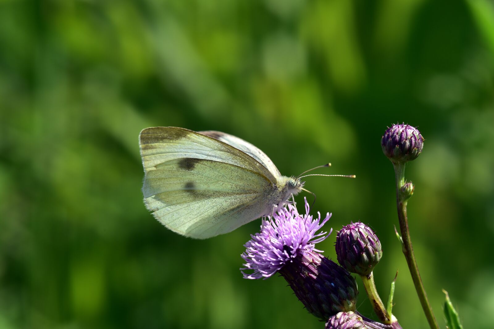 Nikon D750 sample photo. Butterfly, white, flower photography