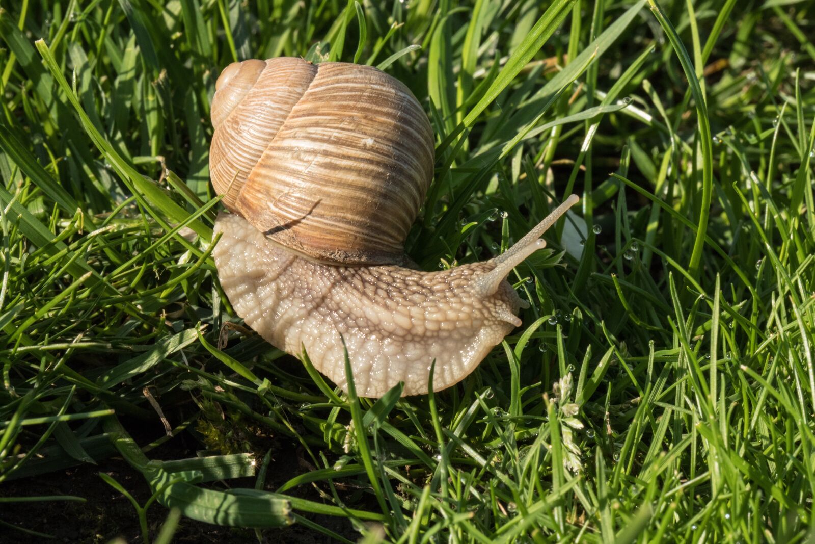 Canon EOS 6D Mark II sample photo. Snail, tim h, nature photography