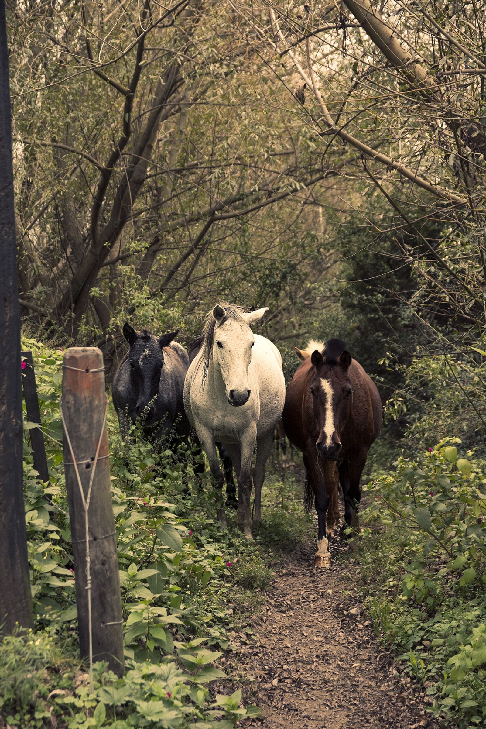Nikon D7100 sample photo. Horses, horse, animals photography