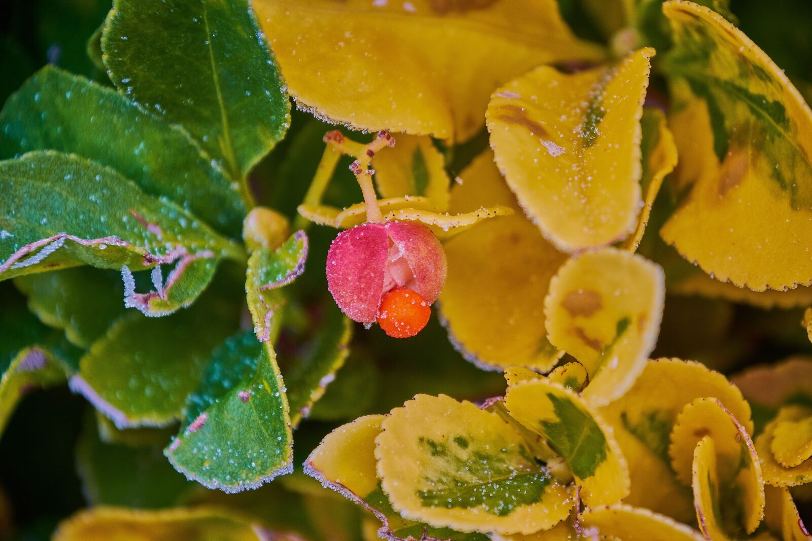 Nikon D7200 sample photo. Buds ice cream, garden photography
