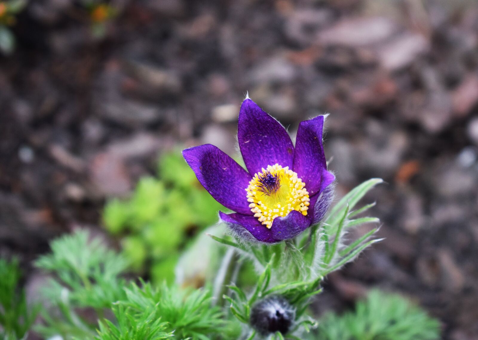 Nikon D3300 sample photo. Violet, flower, skalnik photography