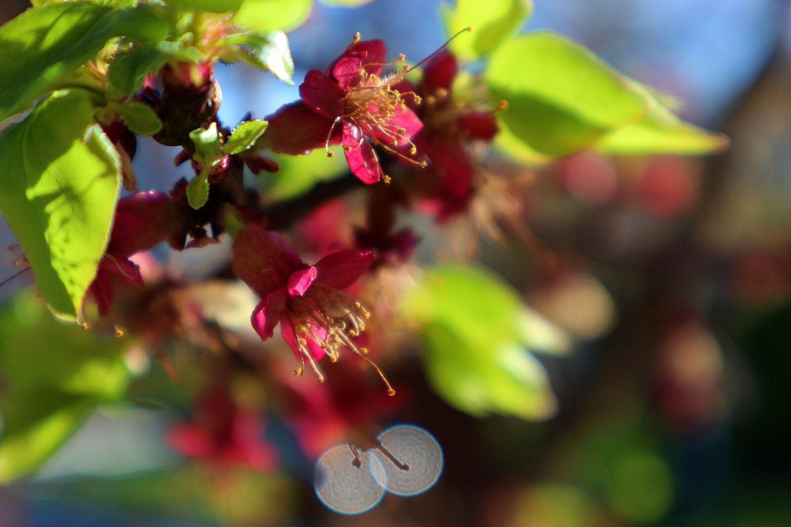 Canon EOS M100 sample photo. Apricot blossoms, blossom, bloom photography