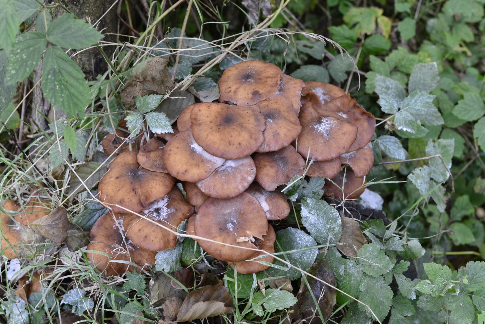 Nikon D600 sample photo. Mushroom, autumn, brown photography