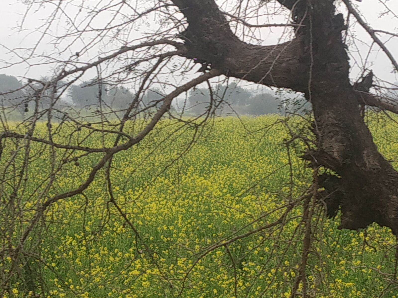 Xiaomi Redmi Note 5 Pro sample photo. Autumn, pleasant, mustard photography