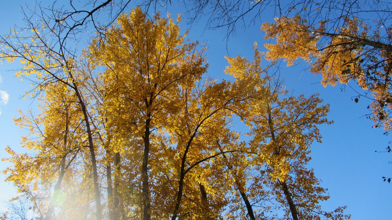 Canon PowerShot SX620 HS sample photo. Autumn, tree, forest photography