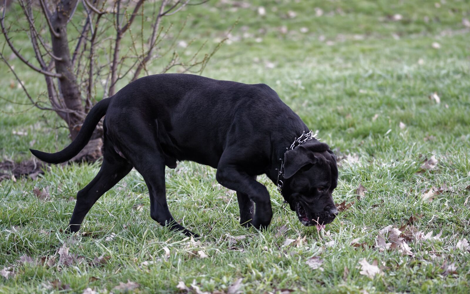 Nikon D5300 sample photo. Dog, fur, black photography