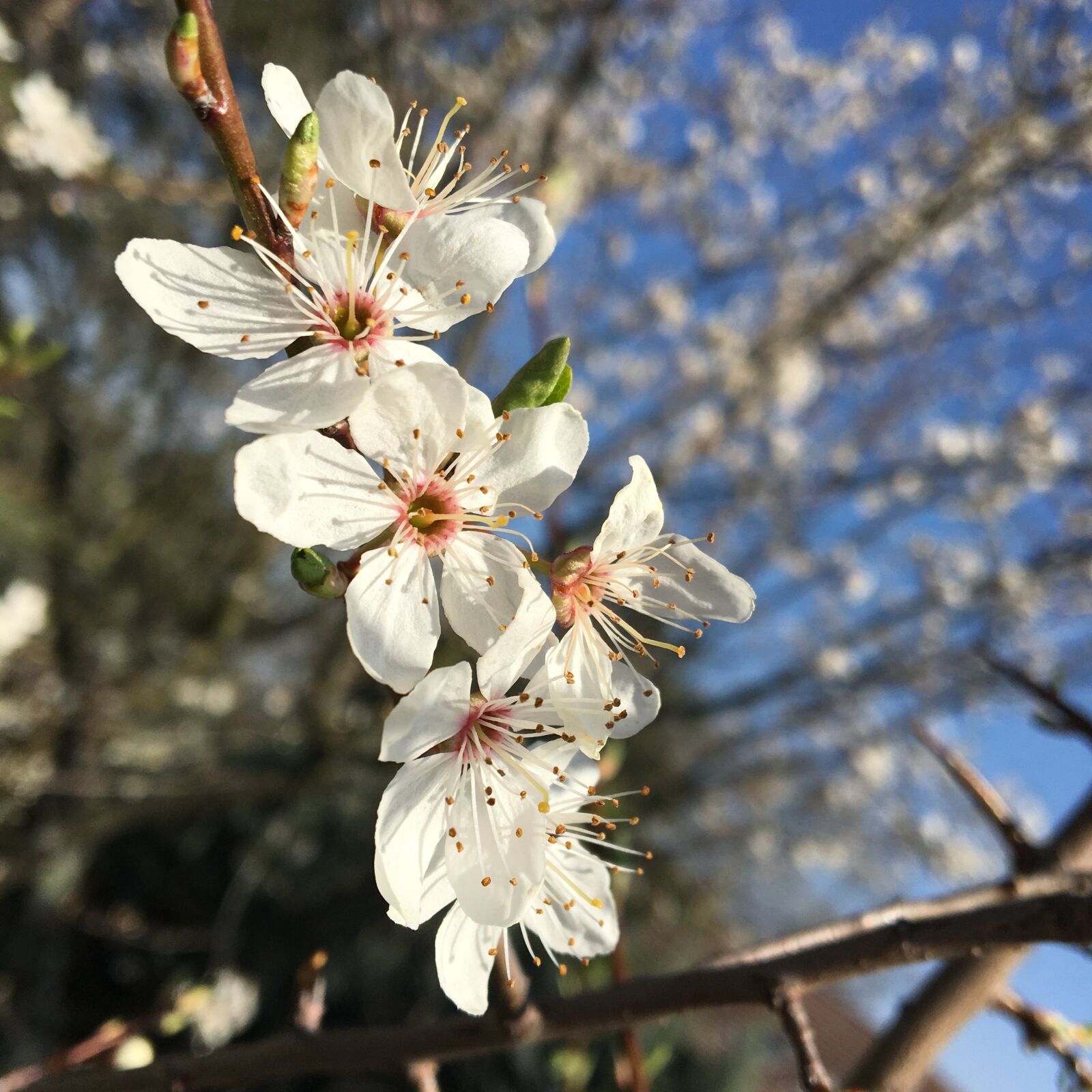 Apple iPhone 6s sample photo. Flowers, cherry, spring photography