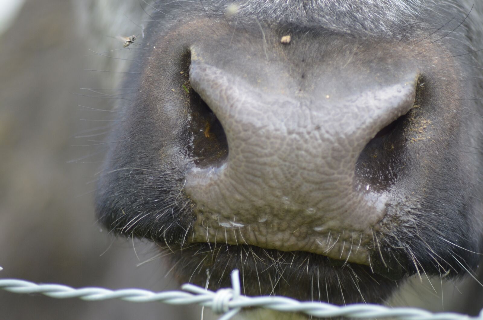 Nikon D5100 sample photo. Nostril, cow, agriculture photography