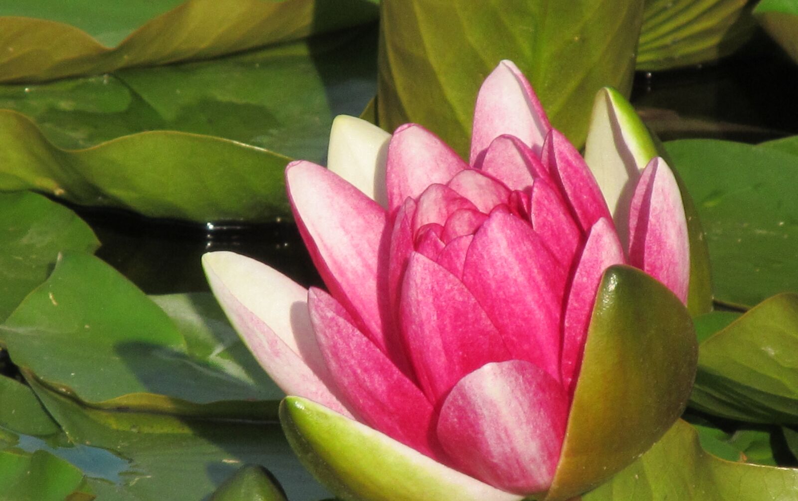 Canon PowerShot SX150 IS sample photo. Botanical garden, flower photography