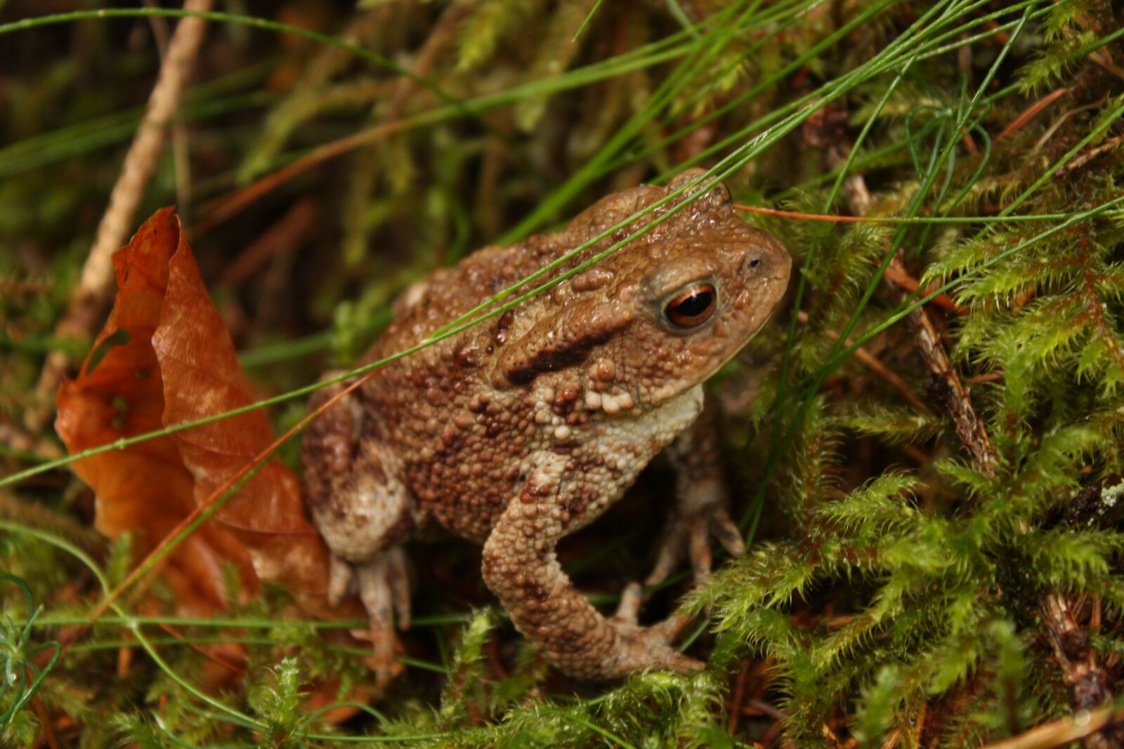 Canon EOS 1100D (EOS Rebel T3 / EOS Kiss X50) sample photo. Toad, eye, frog photography