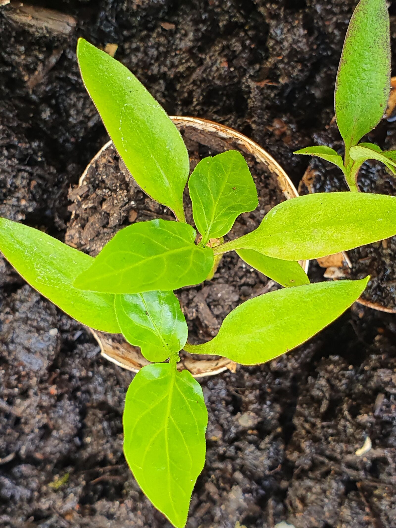 Samsung Galaxy S10 sample photo. California, garden, plant photography