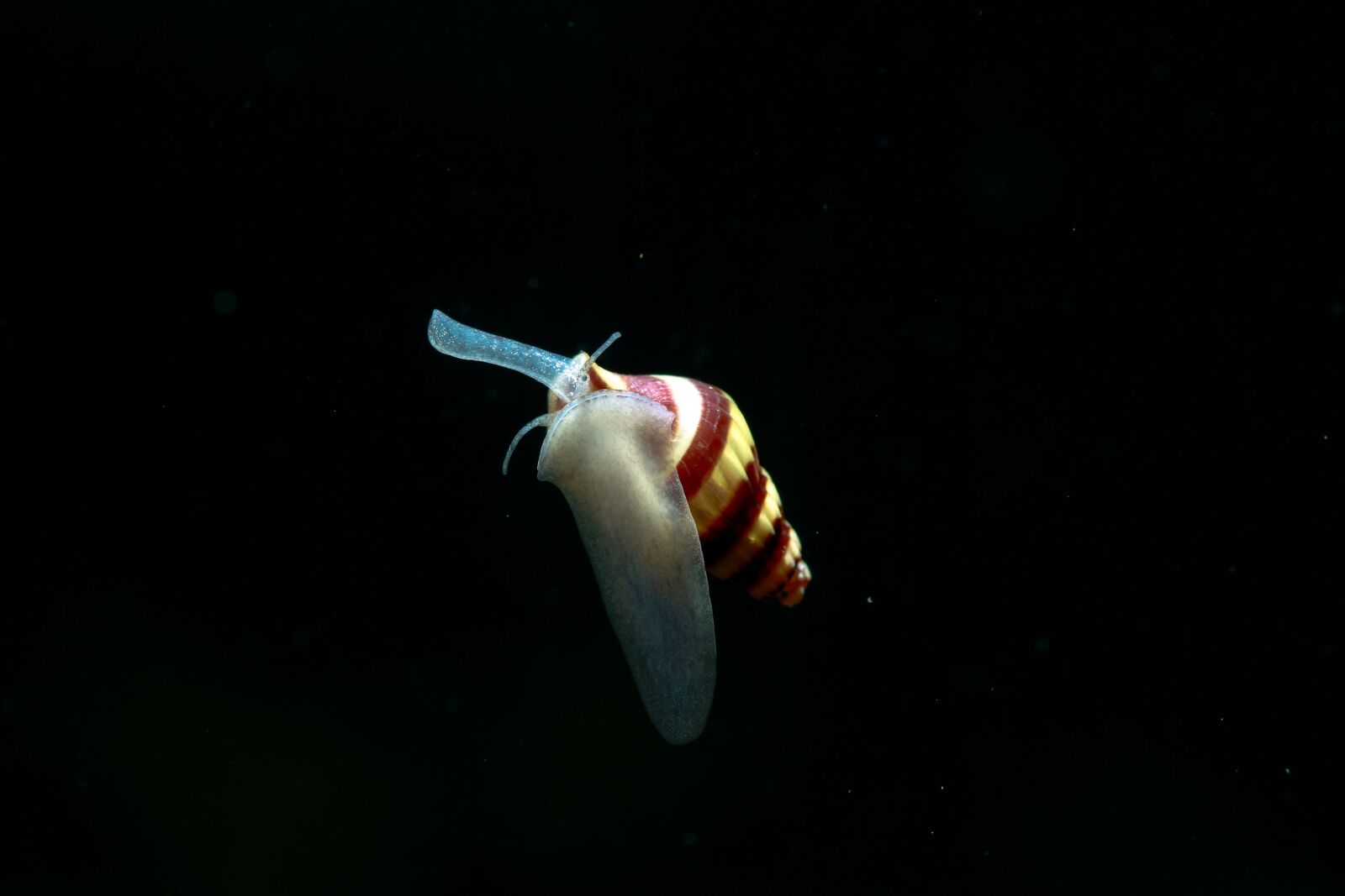Canon EF 100mm F2.8L Macro IS USM sample photo. Snail, fish, helena snails photography