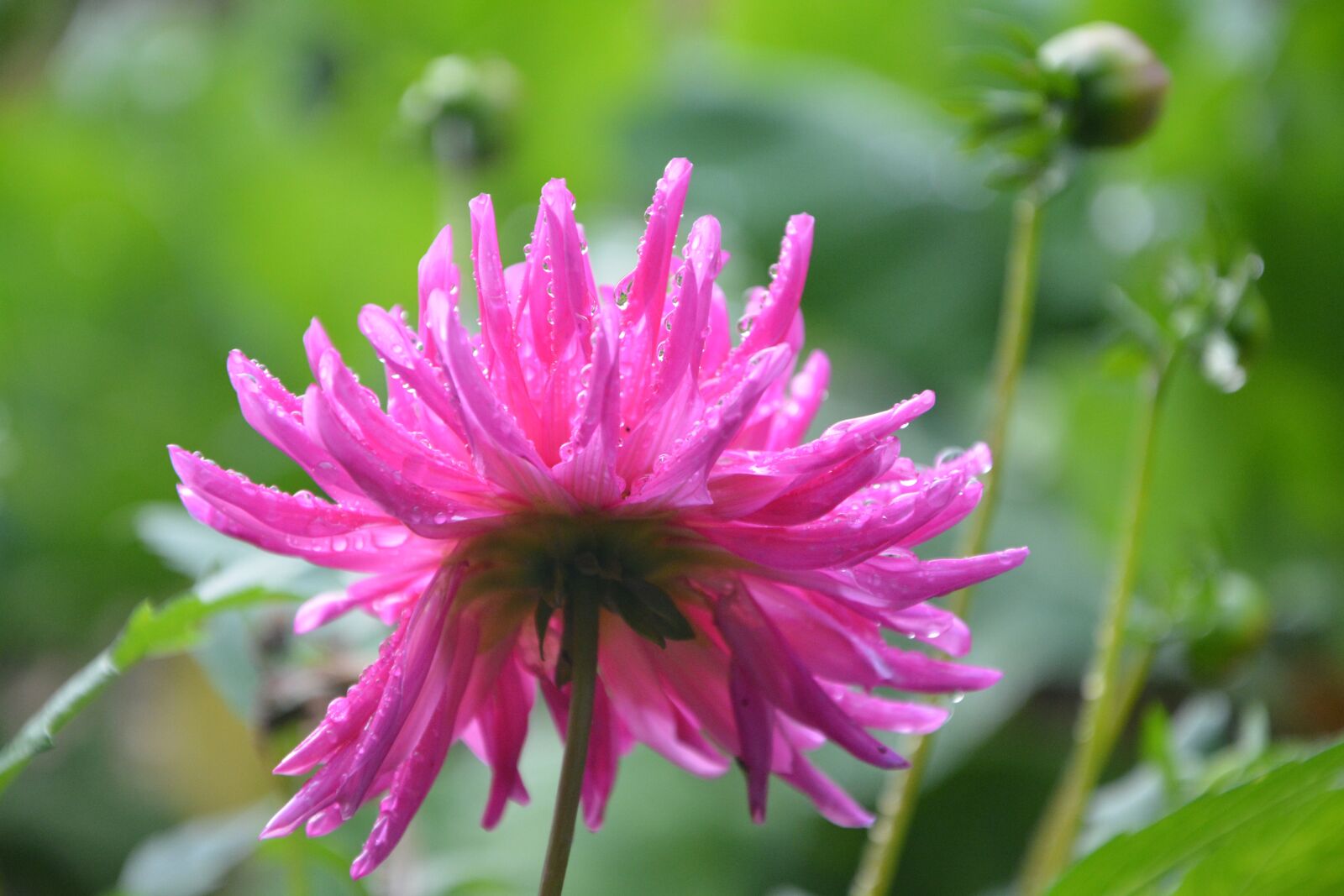Nikon D5200 sample photo. Flowers, buttons flowers, buds photography