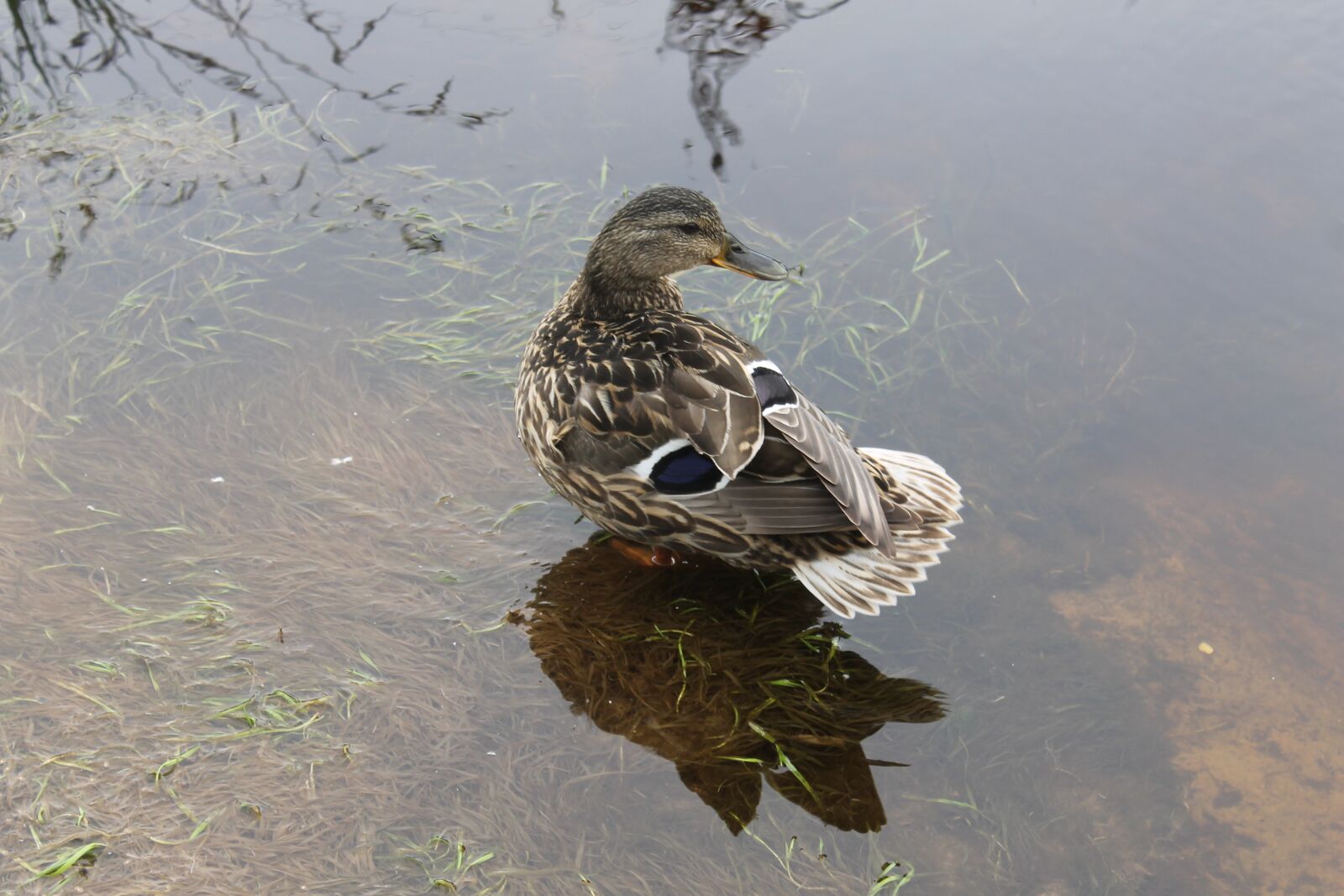 Canon EOS 1100D (EOS Rebel T3 / EOS Kiss X50) sample photo. Duck, water, environment photography