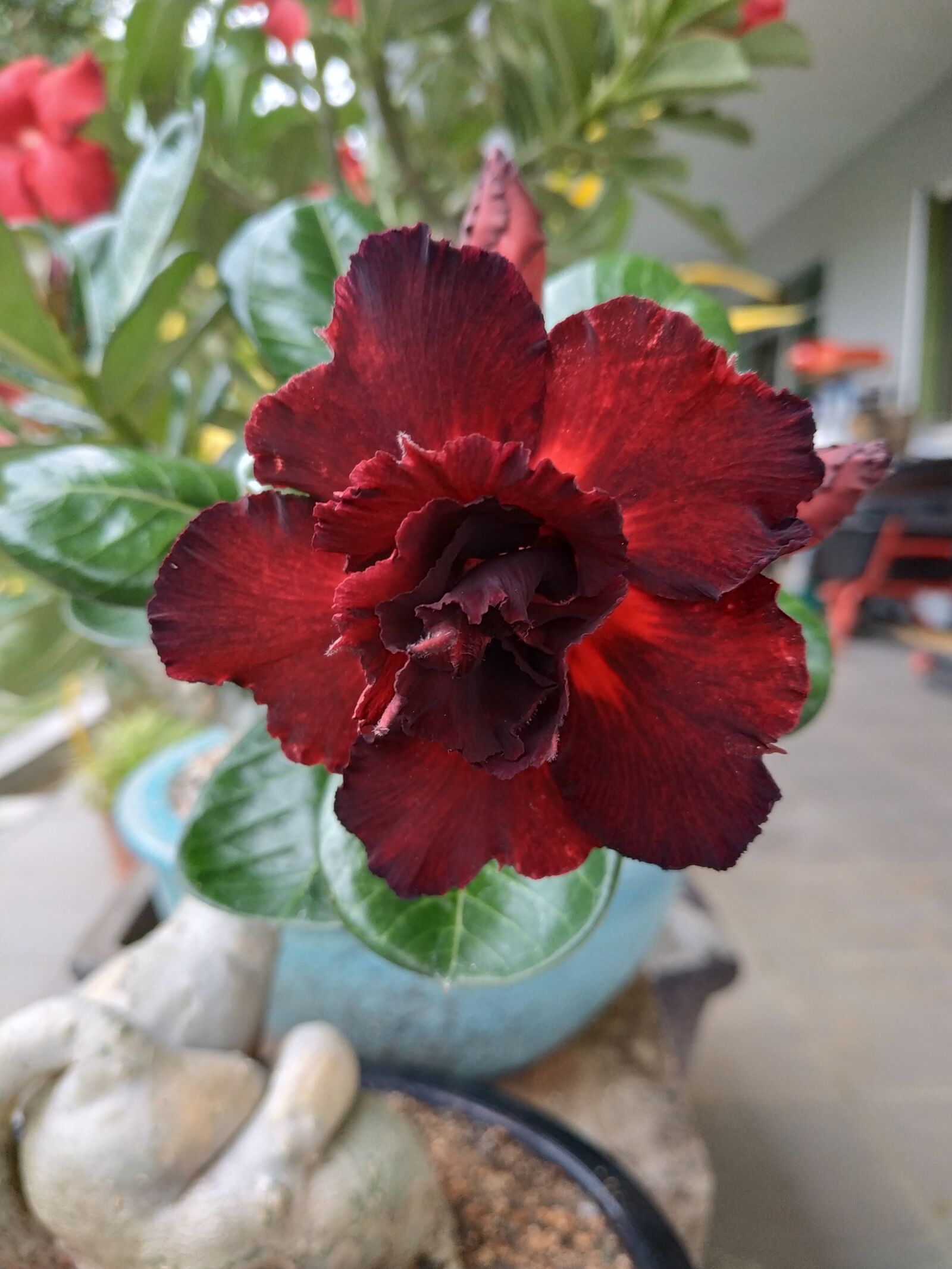 Xiaomi Redmi Note 5 sample photo. Adenium, desert rose, flower photography