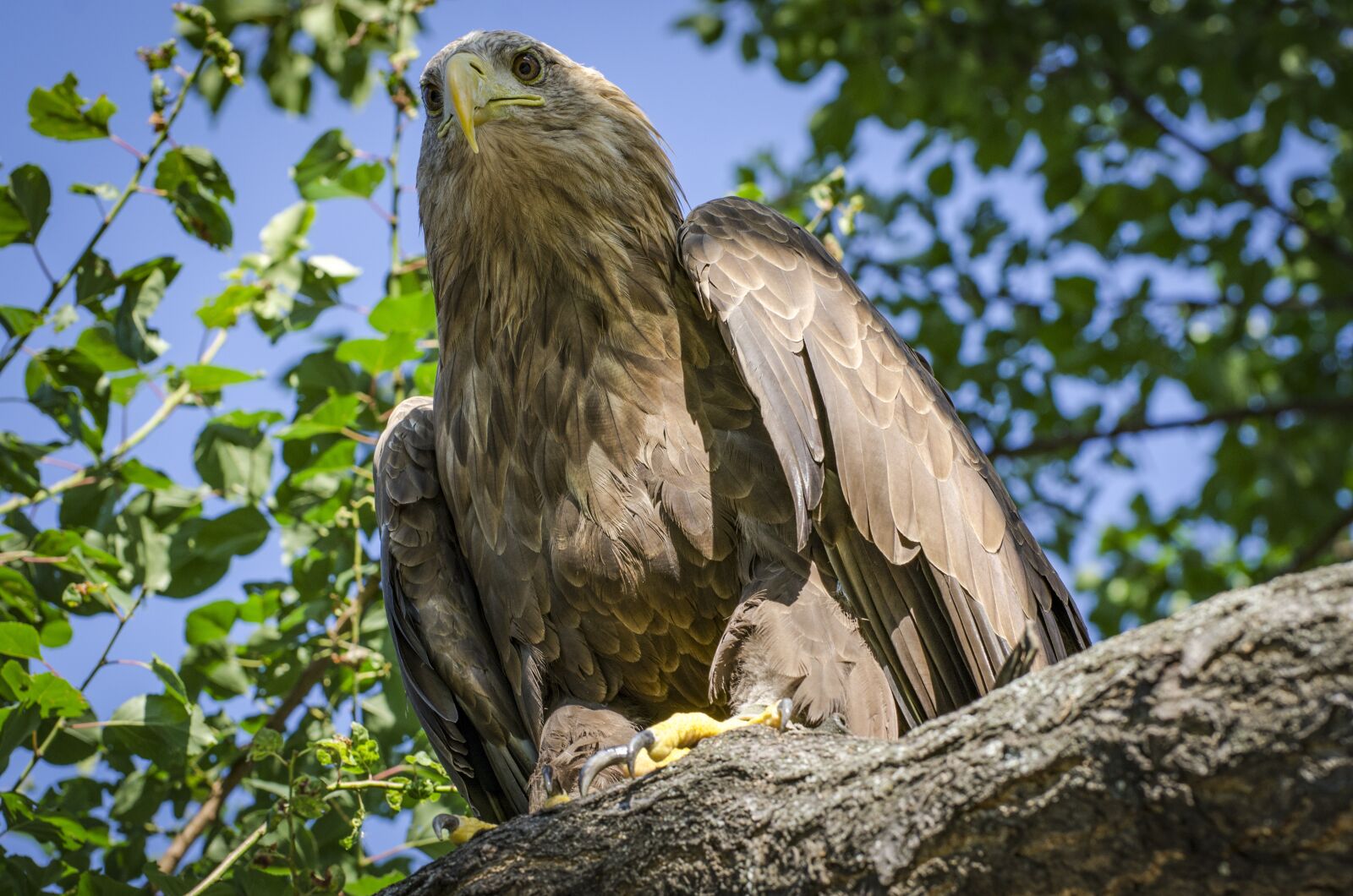 Nikon D7000 sample photo. Adler, wildlife, bird photography