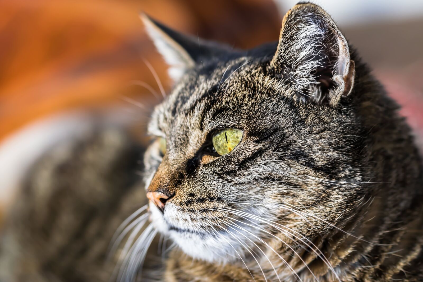 Nikon D5300 sample photo. Animal, cat, pet photography