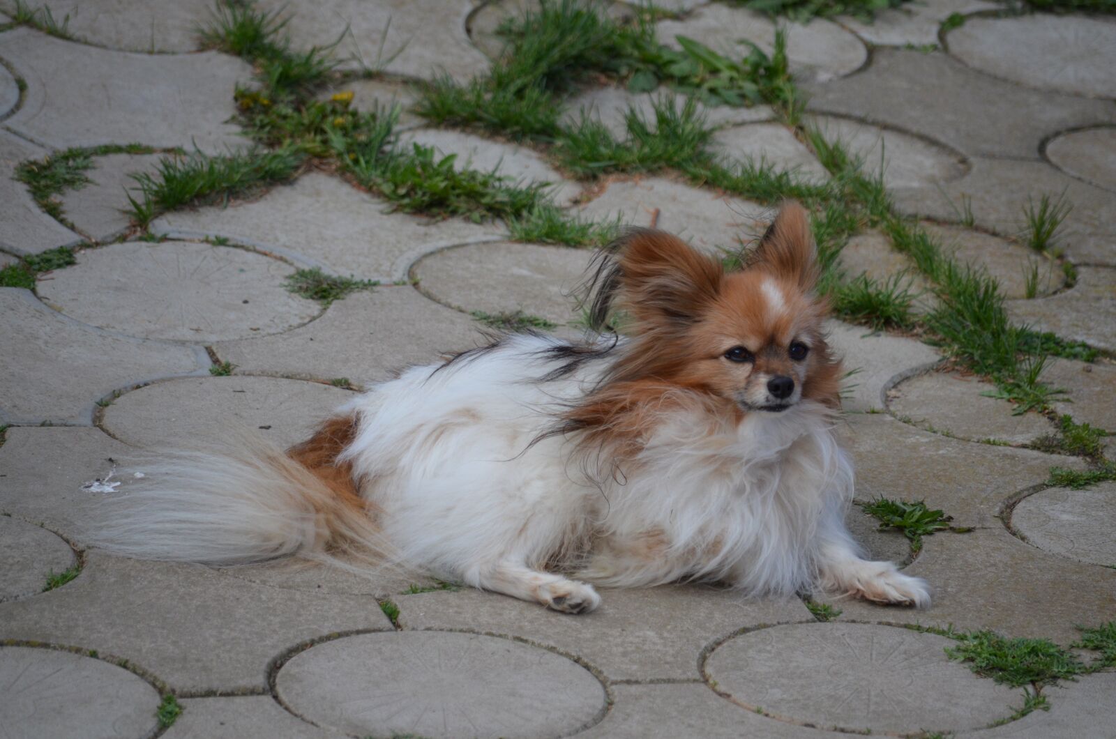 Nikon D5100 sample photo. Papillon, dog, animal photography