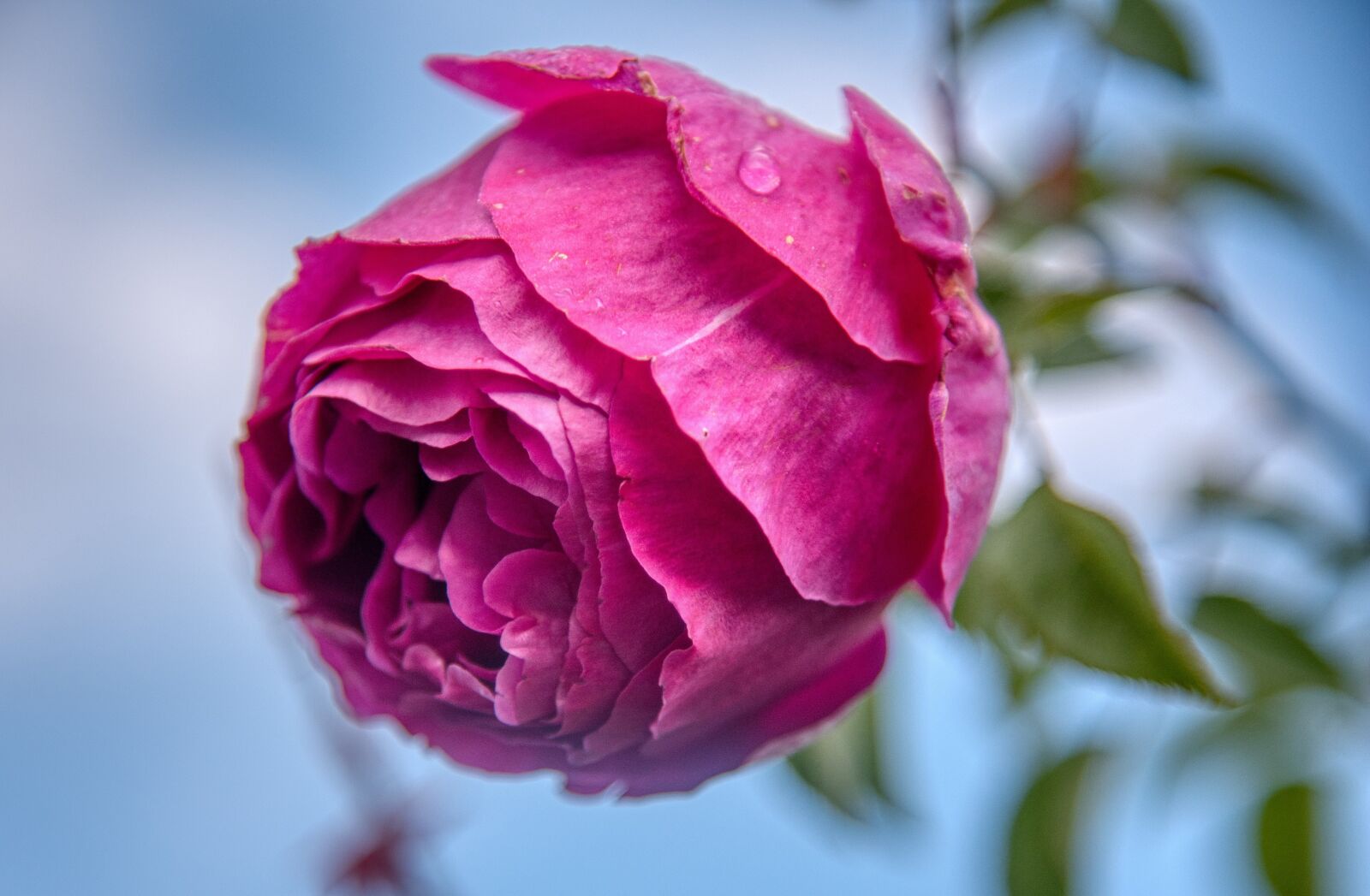 Nikon D750 sample photo. Rose, pink, flower photography