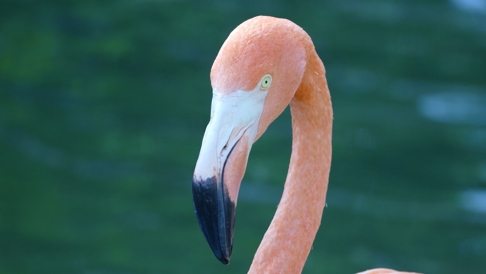 Panasonic Lumix DMC-FZ1000 sample photo. Flamingo, animal, animal world photography
