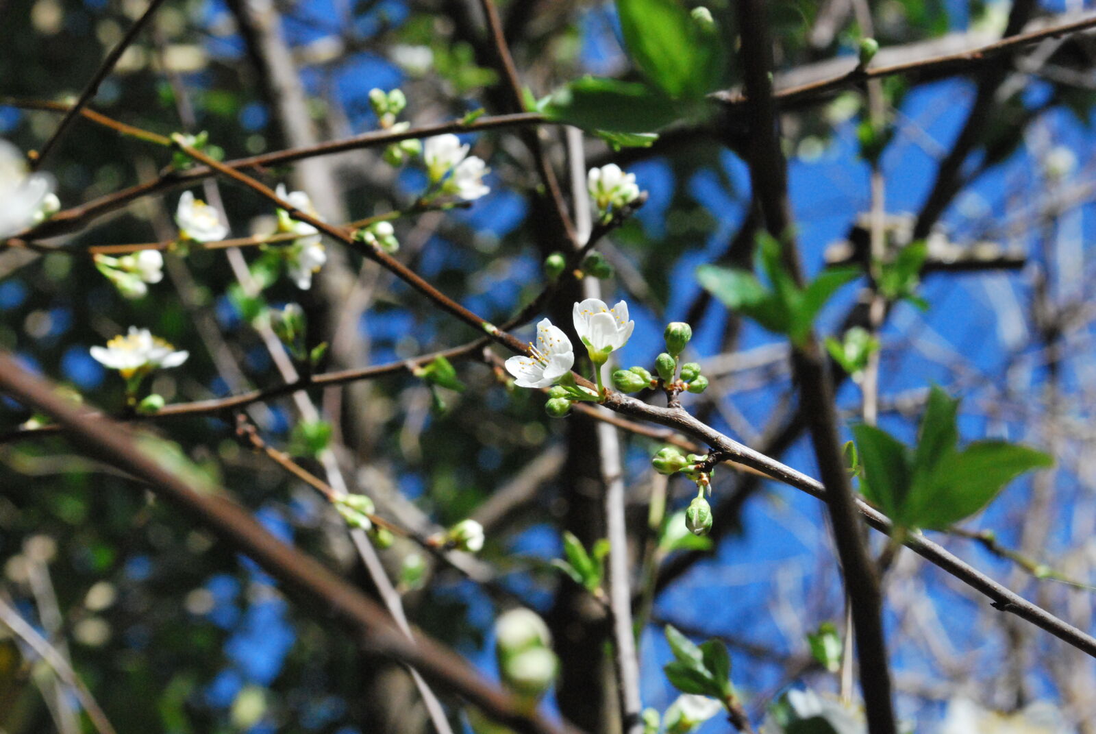 Nikon D60 sample photo