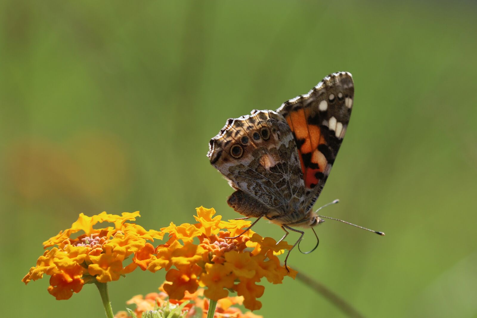 Canon EOS 70D + Canon EF 100mm F2.8 Macro USM sample photo. Butterfly, macro, close photography
