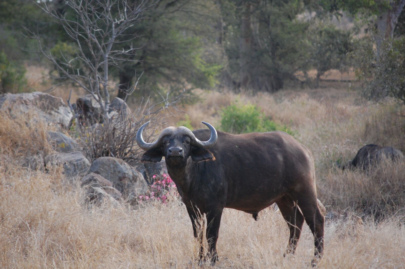 Nikon D40 sample photo. Africa, buffalo, kruger photography